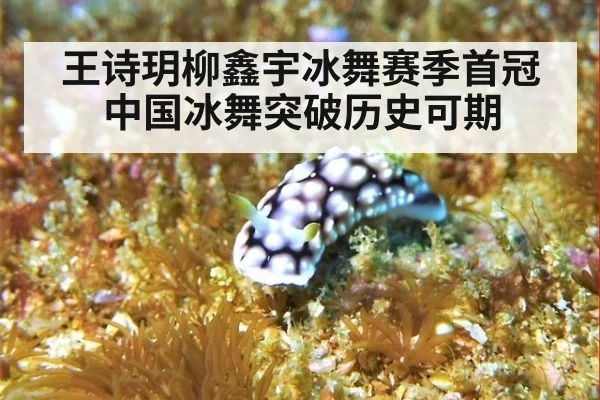 王诗玥柳鑫宇冰舞赛季首冠 中国冰舞突破历史可期